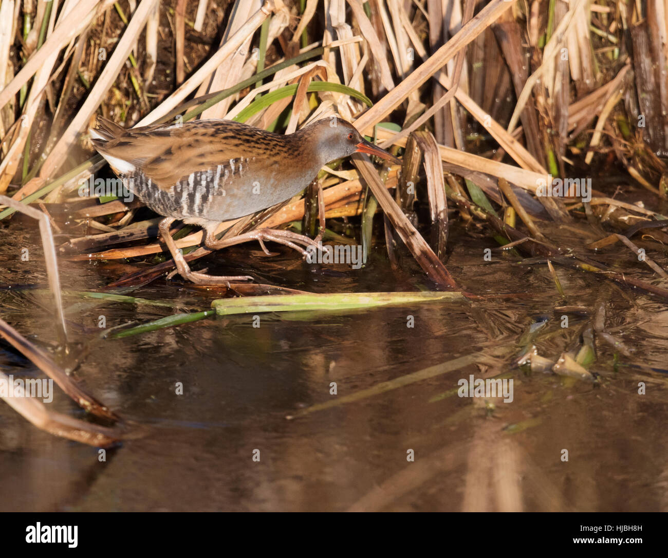 Un normalmente reticente rampa d'acqua (Rallus aquaticus) ventures fuori sul ghiaccio rivestimenti è casa acquatica, Cambridgeshire Foto Stock