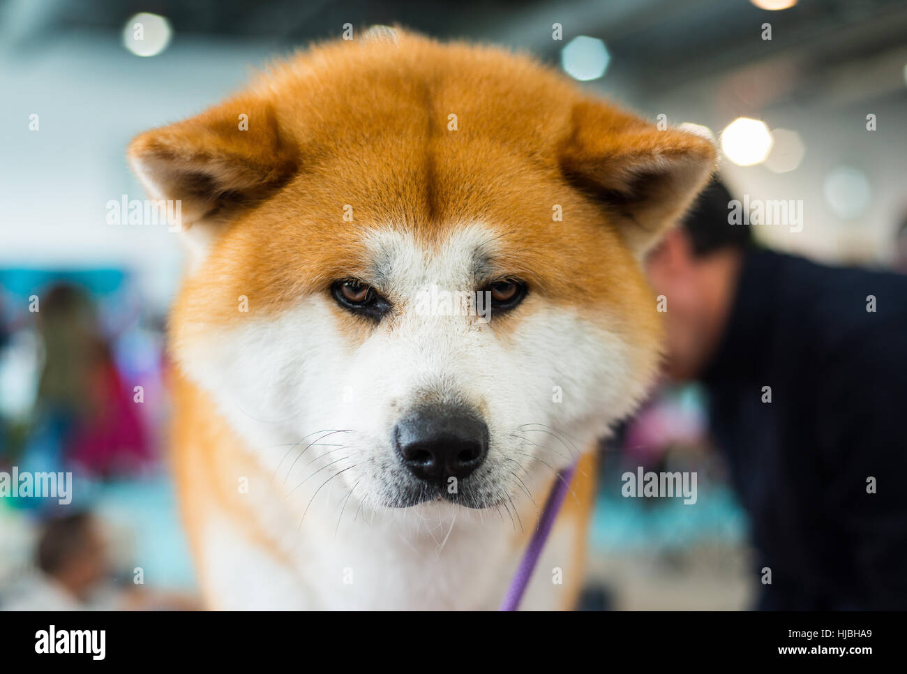 Akita Inu di razza cucciolo di cane guardando la fotocamera Foto Stock