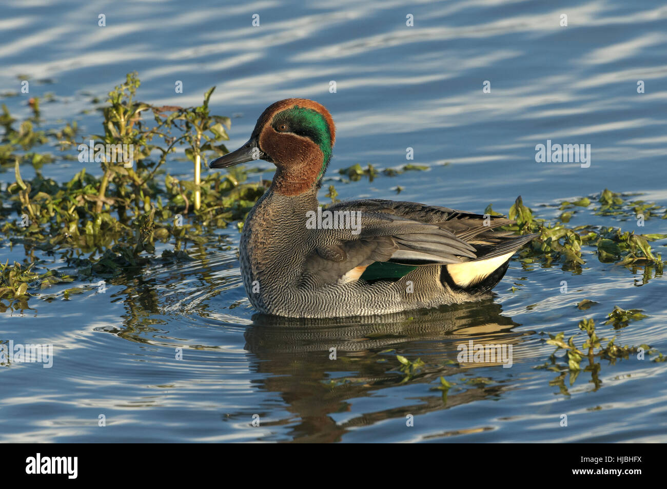 Comune (teal Anas crecca) adut maschio o Drake. Norfolk. Novembre 2012. Foto Stock