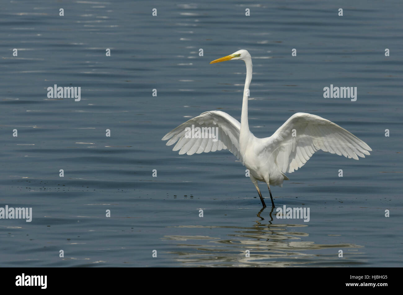 Grande garzetta (Egretta alba) caccia ai pesci in laguna costiera, su Israele per la costa mediterranea. Foto Stock