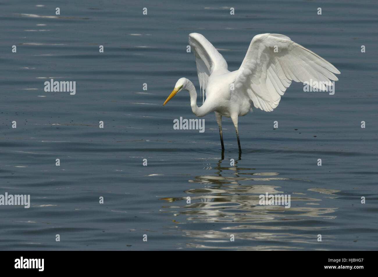 Grande garzetta (Egretta alba) caccia ai pesci in laguna costiera, su Israele per la costa mediterranea. Foto Stock