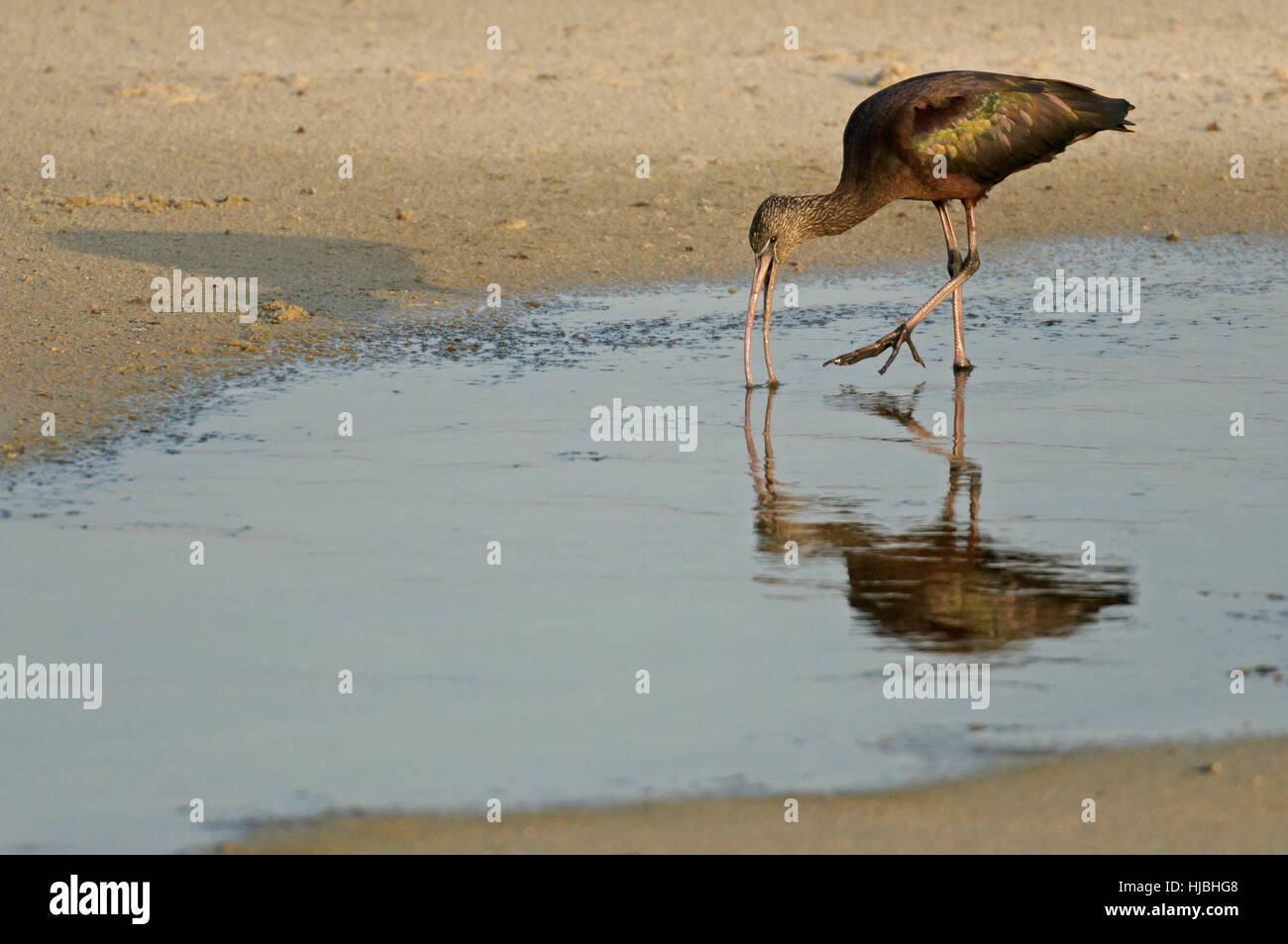 Ibis lucido (Plegadis falcinellus) alimentazione in laguna poco profonda su Israele per la costa mediterranea. Foto Stock