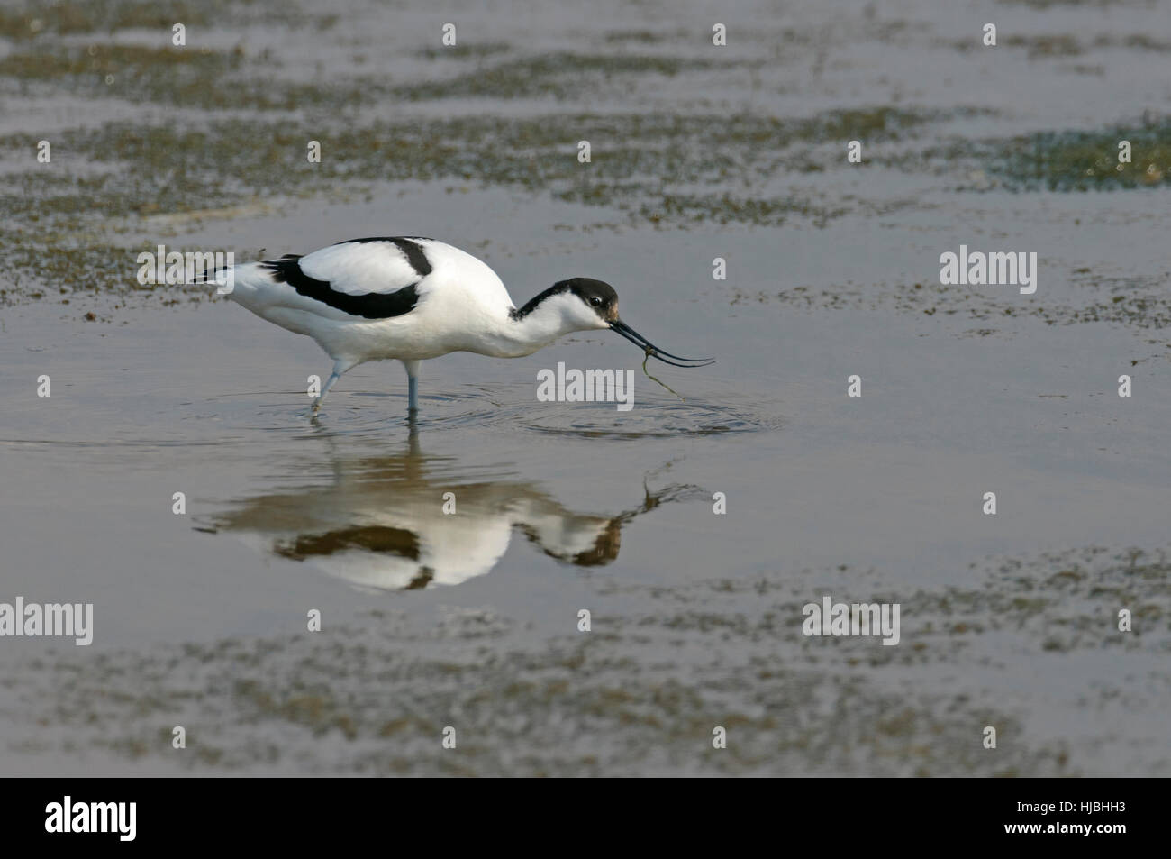 Pied avocet (Recurvirostra avosetta) alimentazione in laguna poco profonda. Norfolk, Inghilterra. Foto Stock