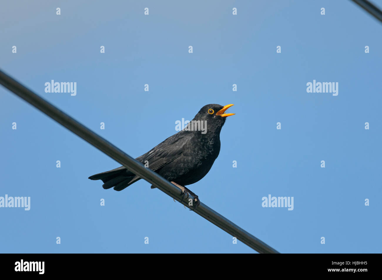 Merlo (Turdus merula) maschio adulto a cantare dal pesce persico sulle linee aeree. Cambridgeshire, Inghilterra. Aprile. Foto Stock