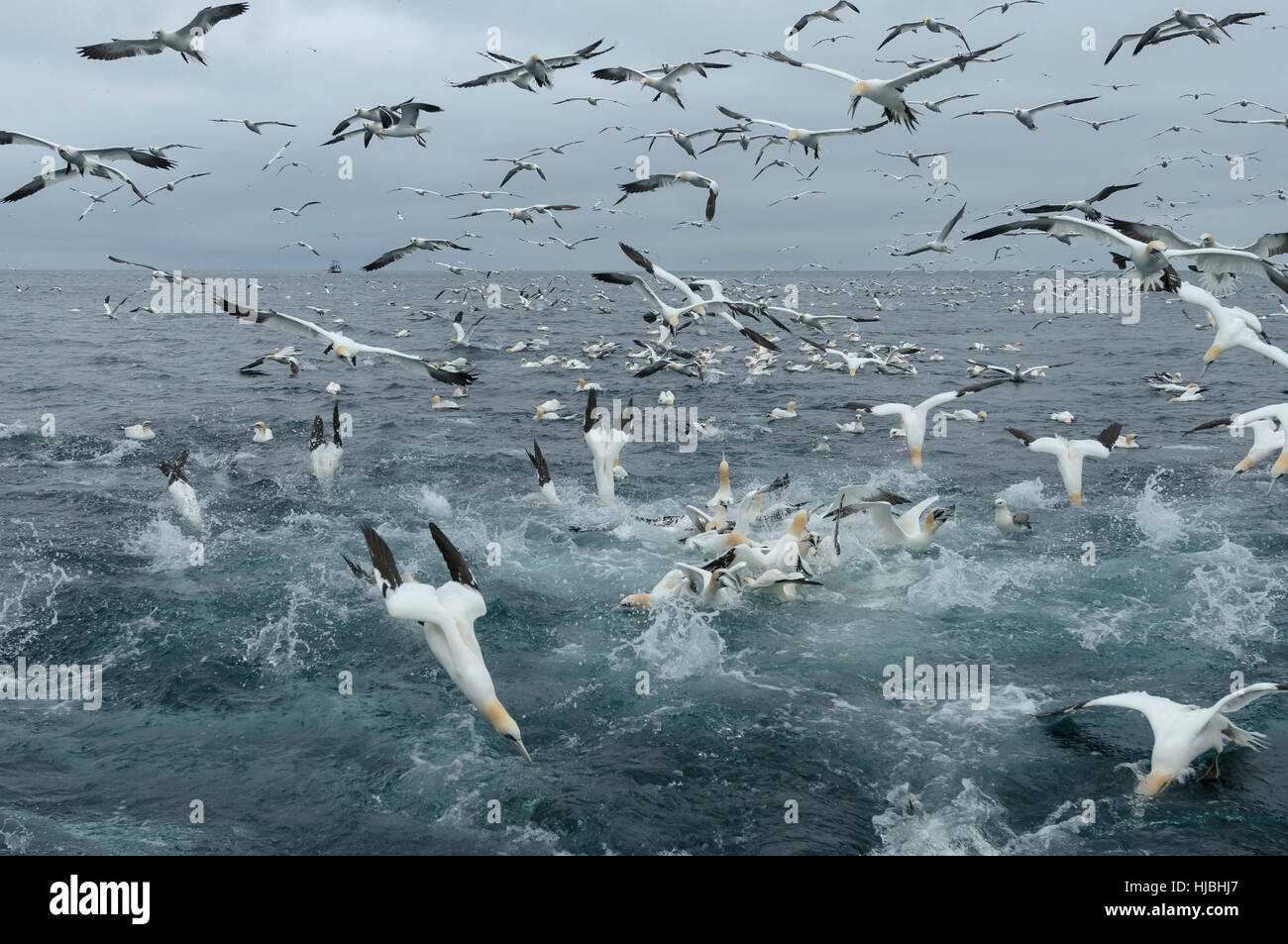 Alimentazione di gregge di northern sule (Morus bassanus) nelle isole Shetland. Giugno. Foto Stock