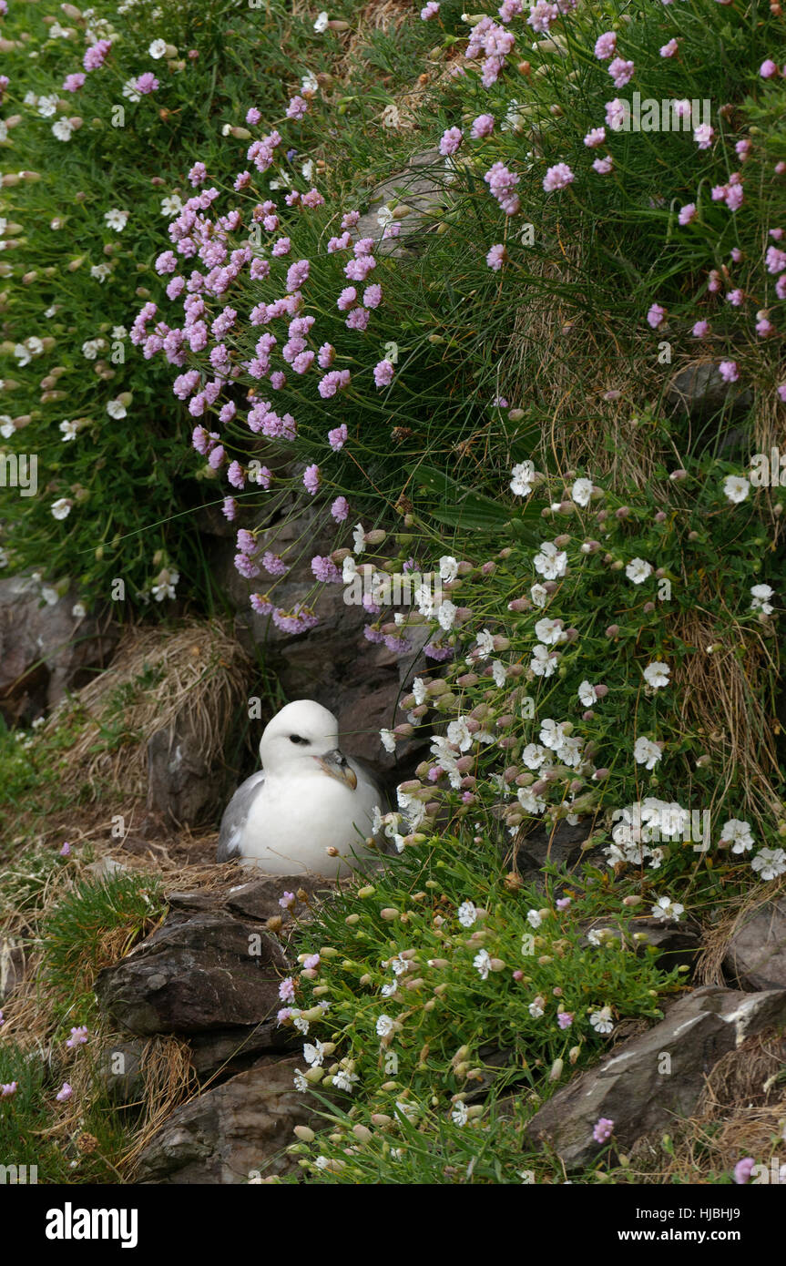 Northern fulmar (Fulmarus glacialis) adulto presso il nido sulla scogliera sul mare, tra la parsimonia (Armeria maritima) e mare campion (Silene maritima) fiori. Foto Stock