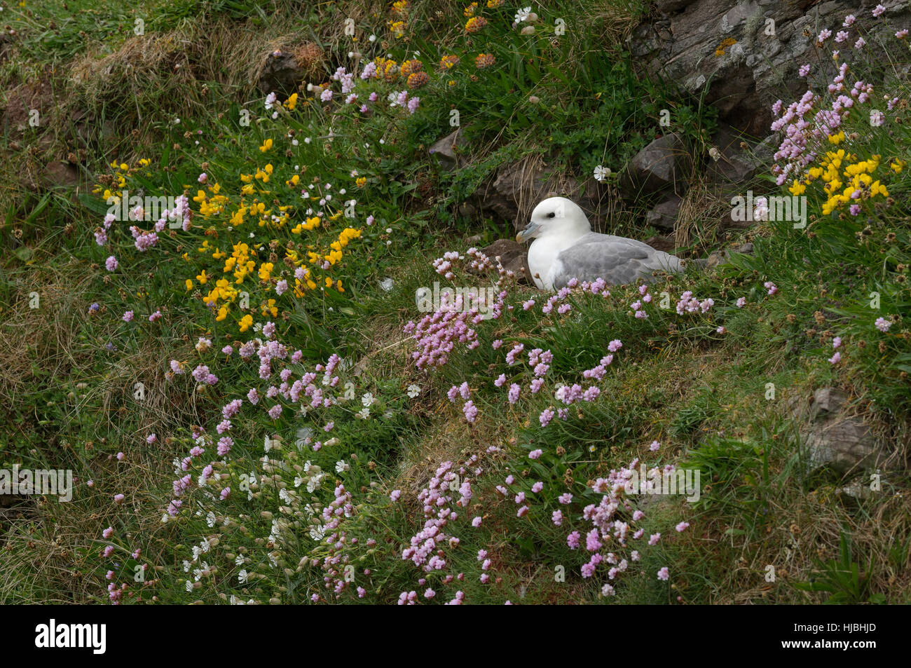 Northern fulmar (Fulmarus glacialis) adulto presso il nido sulla scogliera sul mare, tra la parsimonia (Armeria maritima) e birdsfoot trefoil (Lotus corniculatus) fiori. Foto Stock