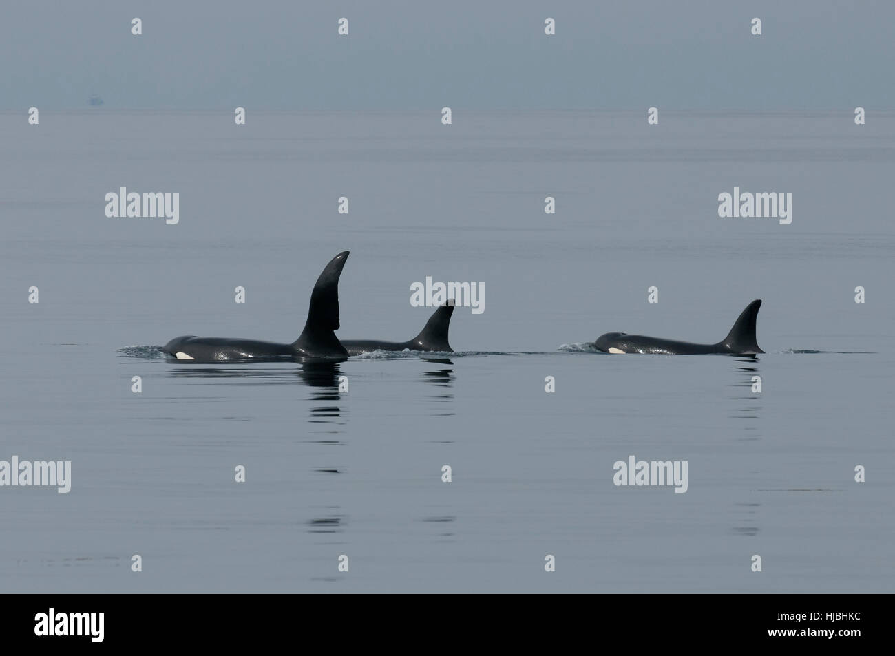 Pod di orca o orche (Orcinus orca) affiorante, un maschio e due femmine. Outer Hebrides, Scozia. Luglio. Foto Stock