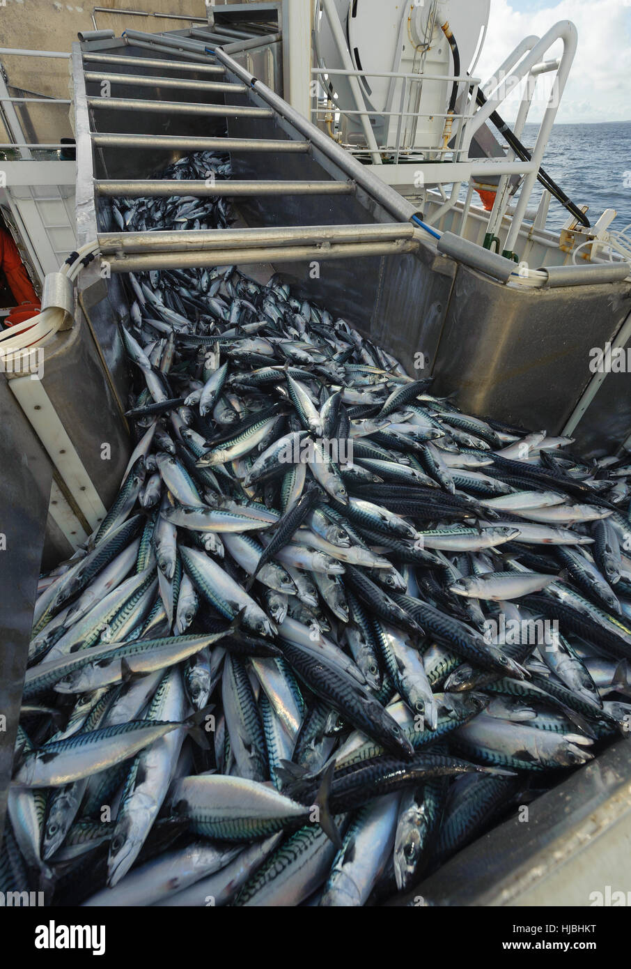 Atlantico sgombro nel separatore di pesce a bordo dei pescherecci con reti da traino pelagiche "carisma". Isole Shetland. Ottobre 2012. Foto Stock