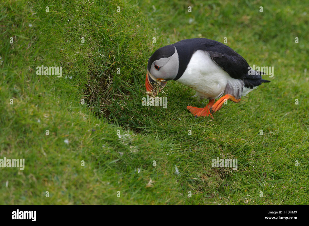 Atlantic puffin (Fratercula arctica) estate adulto tenendo la nidificazione in materiale a scavare sulla scogliera sul mare. Hermaness Riserva Naturale Nazionale, Shetland. Giugno Foto Stock