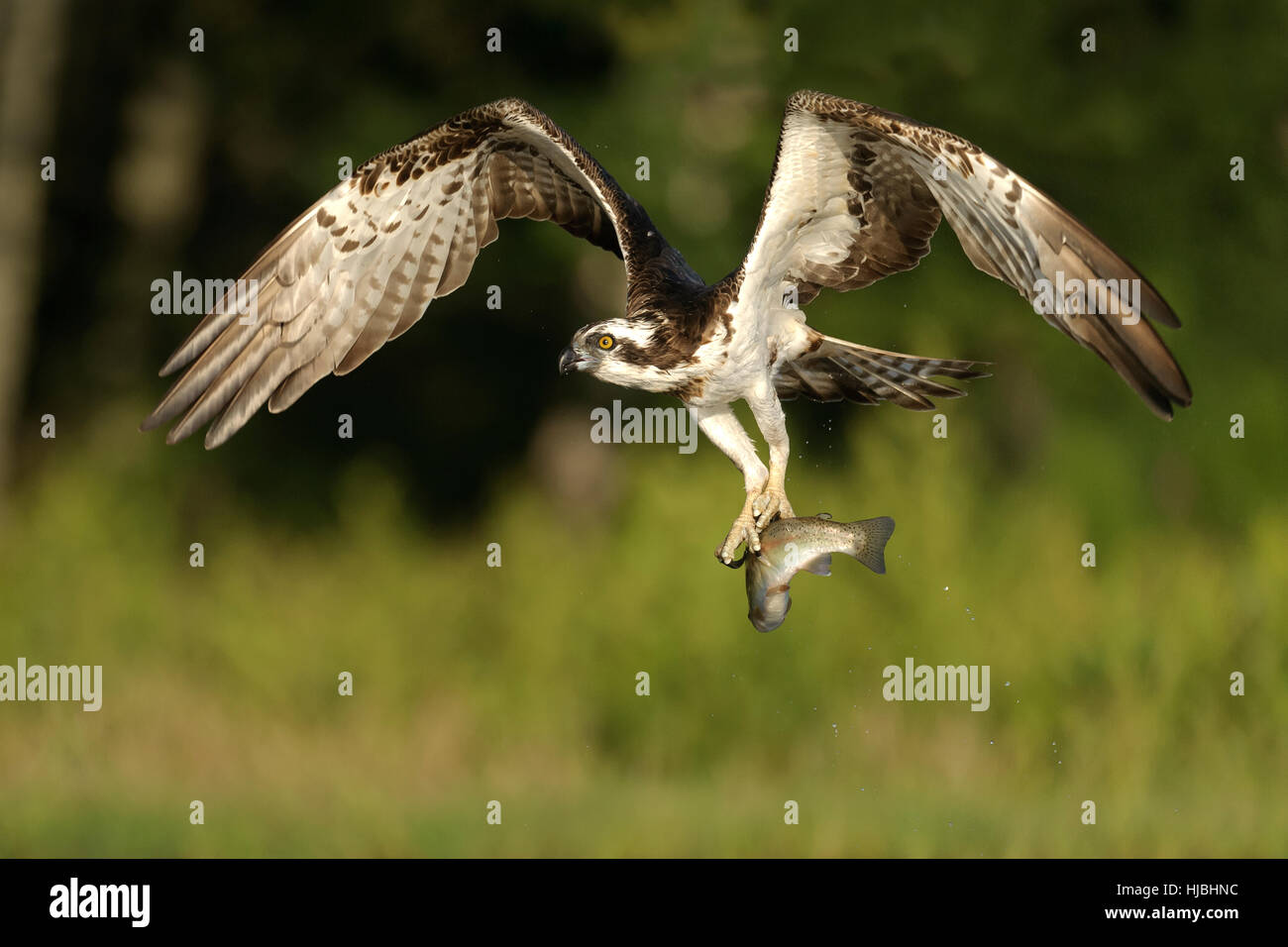 Falco pescatore (Pandion haliaetus) adulto di portare la trota arcobaleno catturati da allevamento ittico. Speyside, Scozia. Luglio. Foto Stock