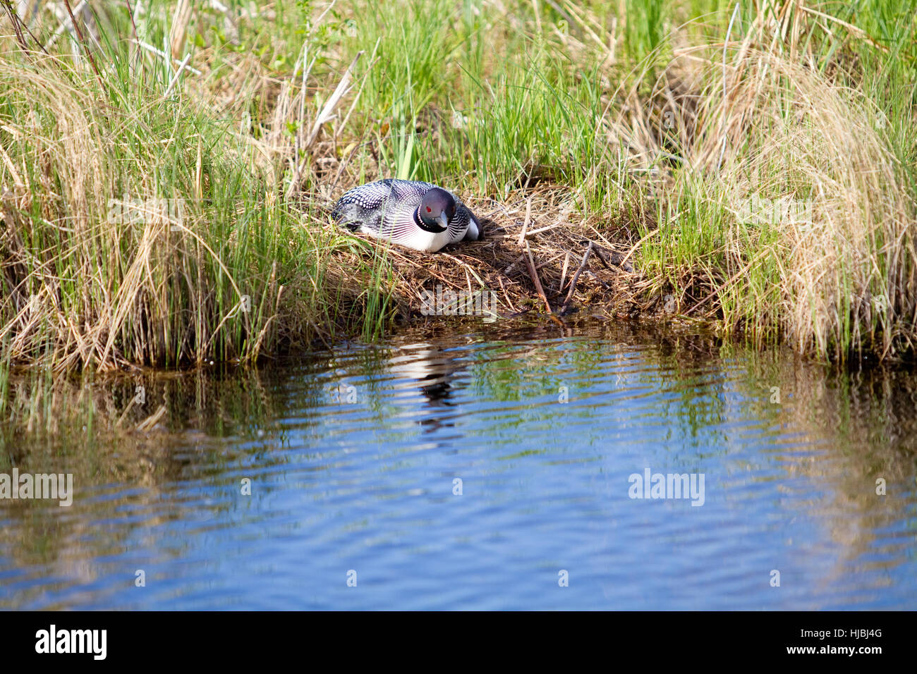 Madre Loon Nesting in Minnesota nel periodo estivo Foto Stock