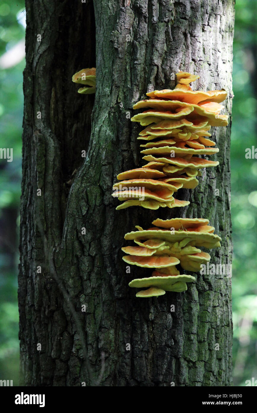 I funghi che crescono su la corteccia di albero. Foto Stock