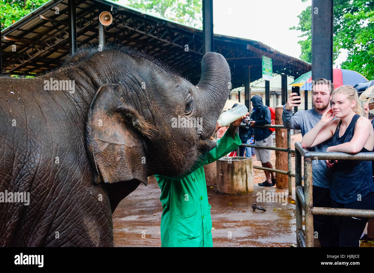 Rimasto orfano baby elephant è alimentata con latte a Pinnawala l'Orfanotrofio degli elefanti, Sri Lanka Foto Stock