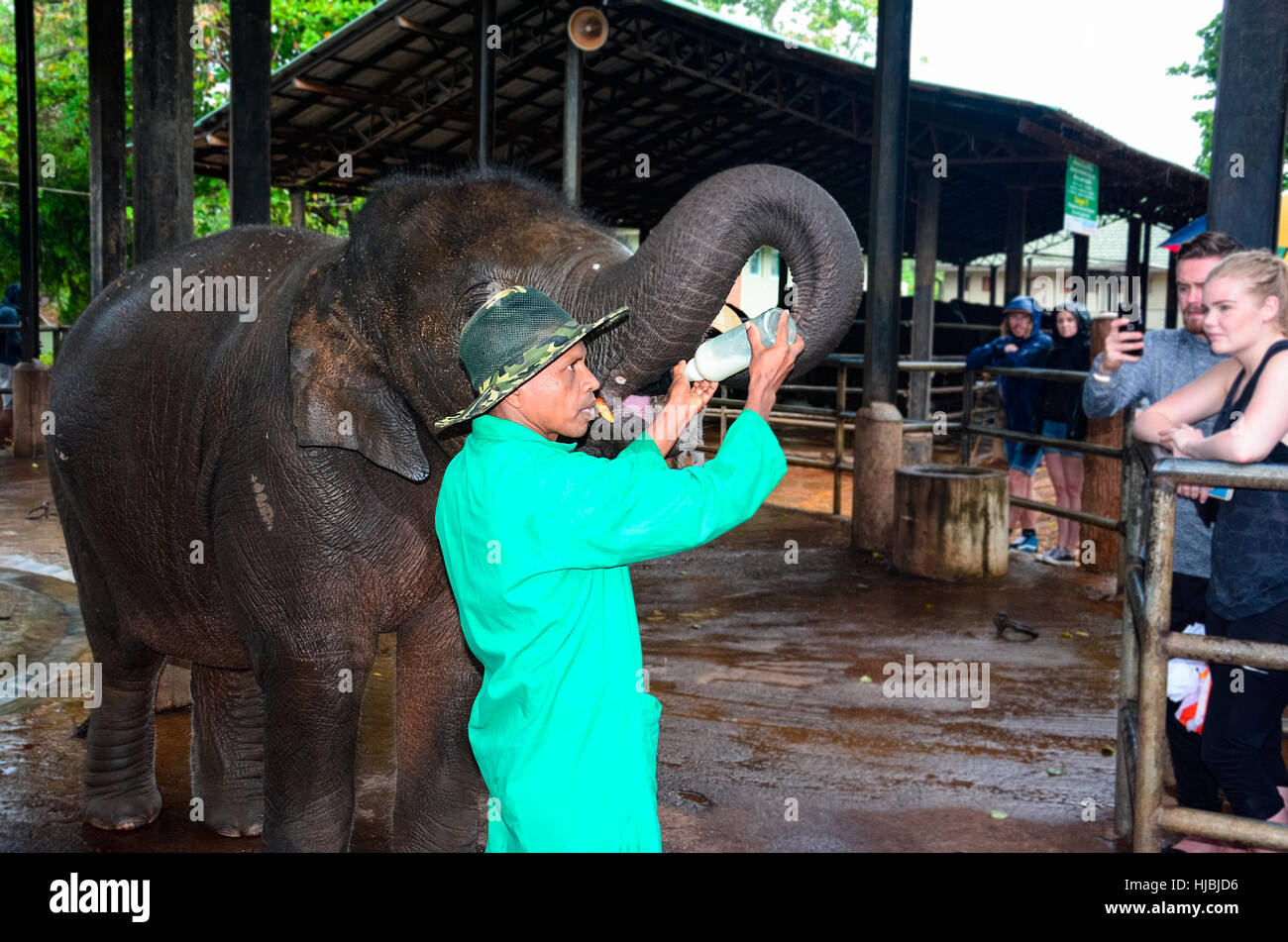 Rimasto orfano baby elephant è alimentata con latte a Pinnawala l'Orfanotrofio degli elefanti, Sri Lanka Foto Stock
