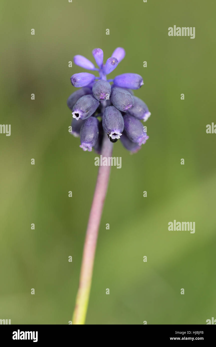 Giacinto di uva (Muscari neglectum), un raro wild, pianta nativa di suoli sabbiosi in Breckland di East Anglia Foto Stock
