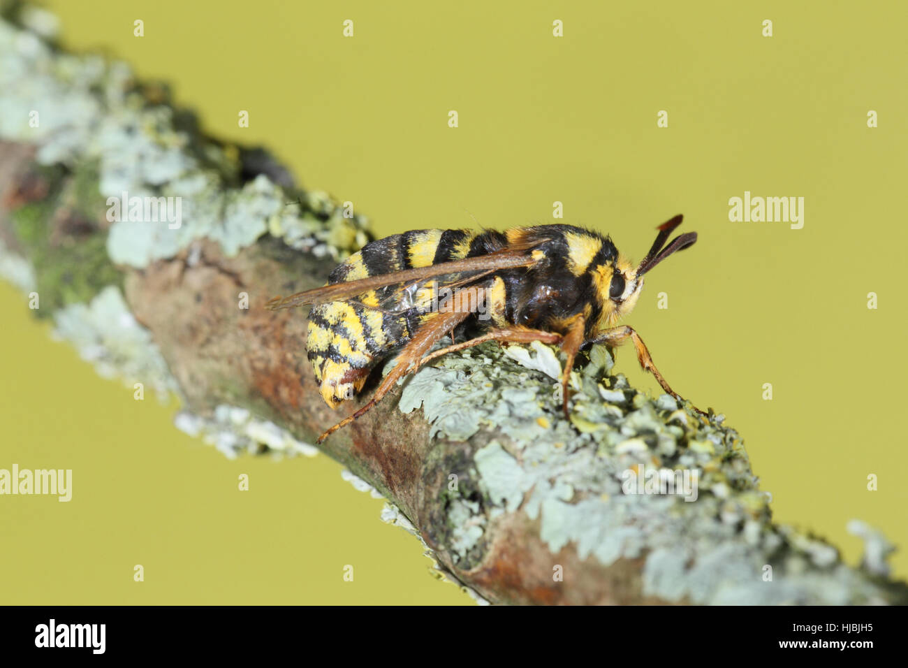 Hornet Moth (Sesia apiformis) - un giallo e nero falena che imita una Hornet Foto Stock