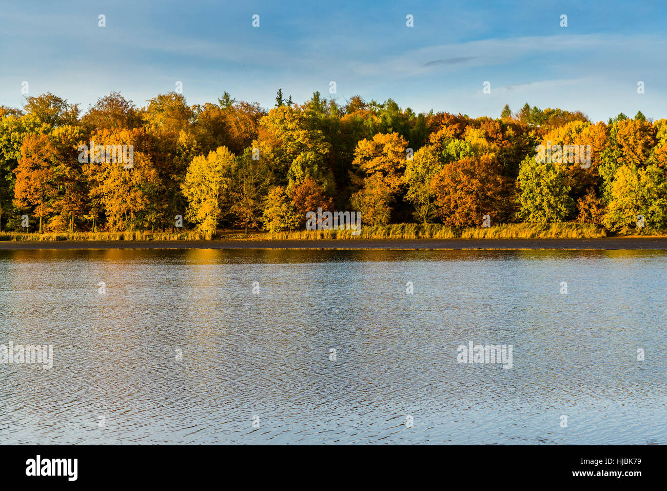 Colori d'autunno alberi su un lago Foto Stock