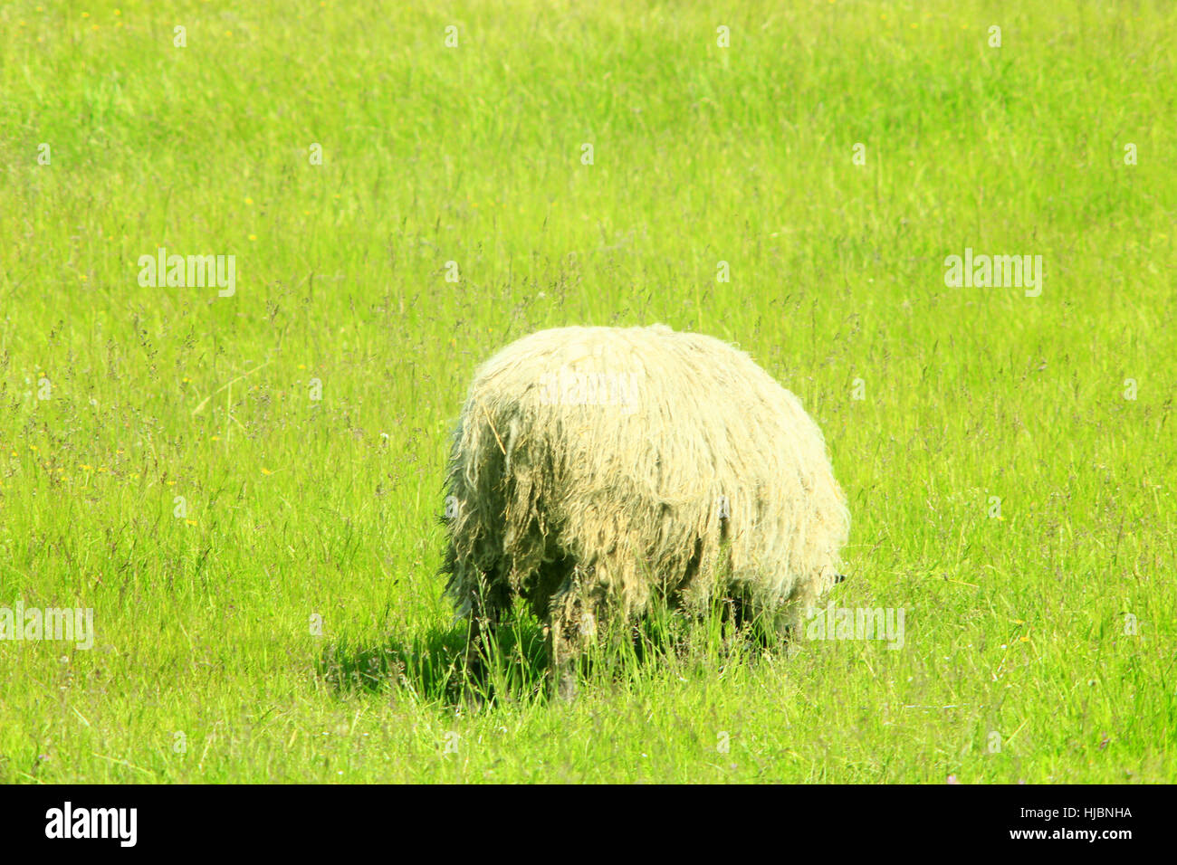 Pecora con vello denso sfiora sul verde erba di pascolo Foto Stock
