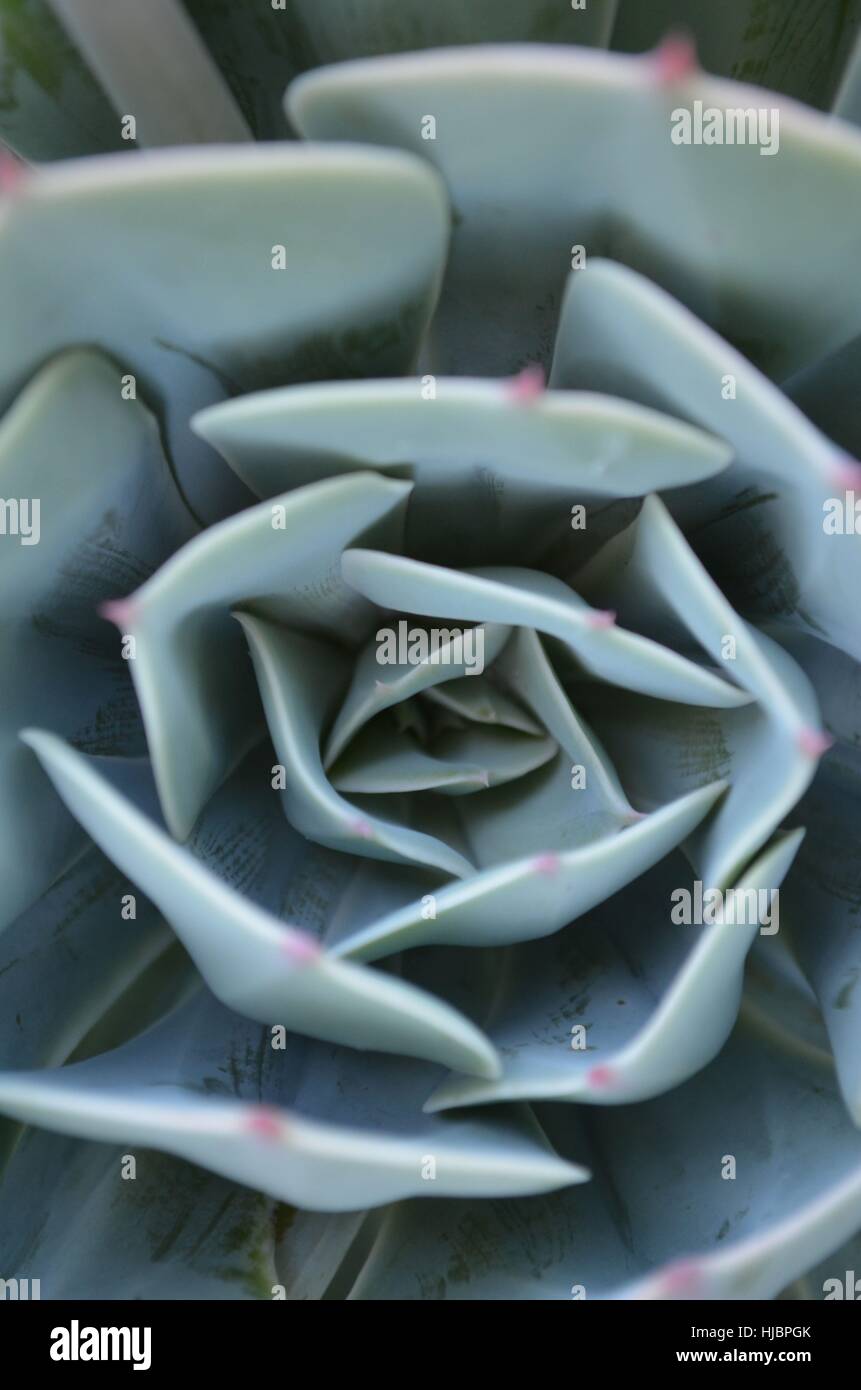 Echeveria piante succulente dettaglio delle foglie Foto Stock