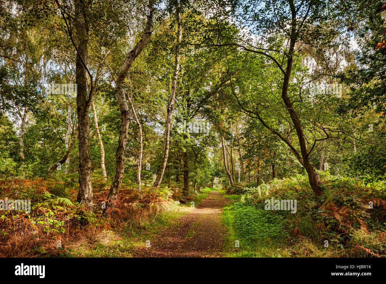 Un percorso nella Foresta di Sherwood, Nottinghamshire, England, Regno Unito Foto Stock