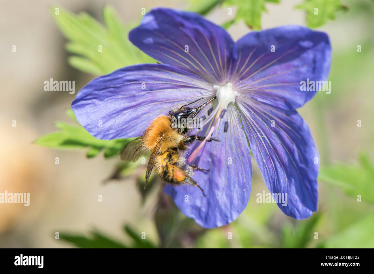 Carda comune Bumble Bee su Geranio 'Johnson Blue' Foto Stock