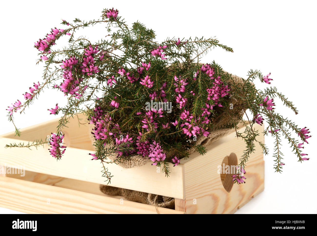 Viola heather mazzetto all' interno di un riquadro Foto Stock