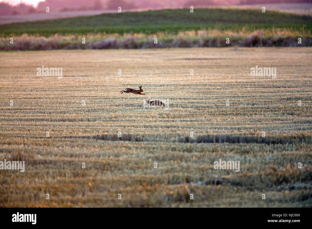 Fox e brown lepre in campo di stoppie, lepre salta su Fox. Foto Stock