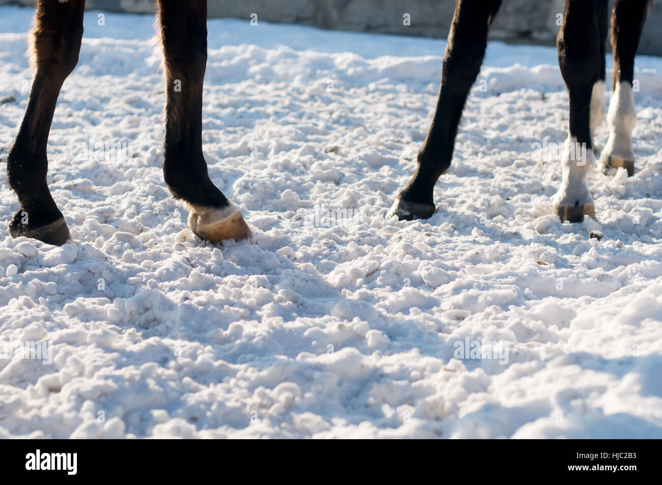 Quattro zoccoli sul bianco della neve, cavalli con i calzini bianchi Foto  stock - Alamy