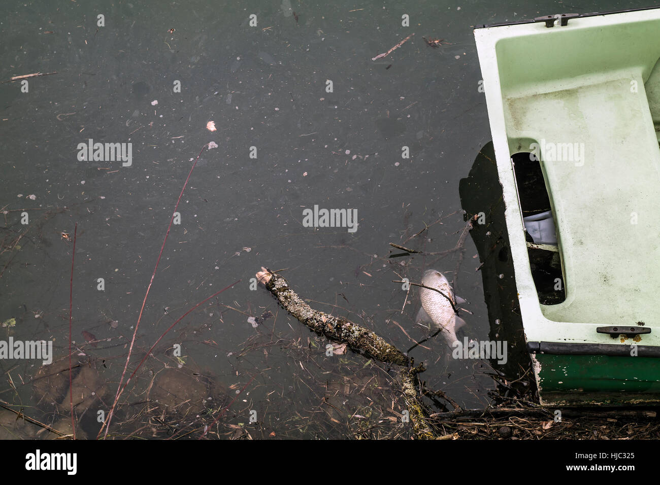 I pesci morti in acqua inquinata. Foto Stock