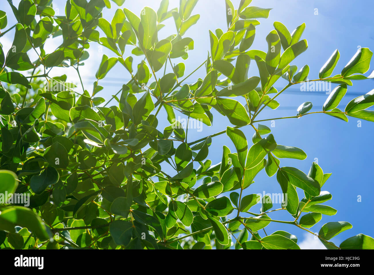 Struttura astratta su sun filtro di luce e cielo blu - possono essere utilizzate per la visualizzazione o montaggi sul prodotto Foto Stock