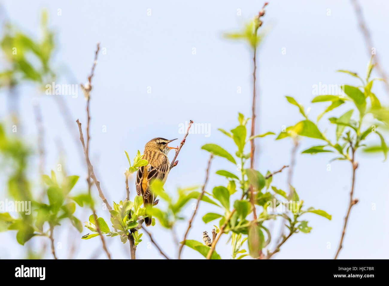 Il canto Sedge trillo in un albero alto Foto Stock