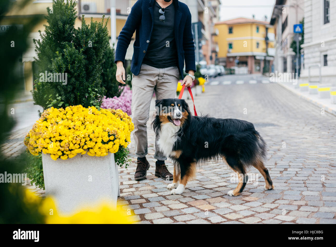Collo in giù in vista dell uomo cane a camminare su una strada di città Foto Stock