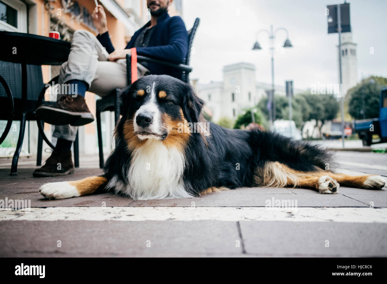Ritratto di cane sdraiato in attesa presso cafè sul marciapiede Foto Stock