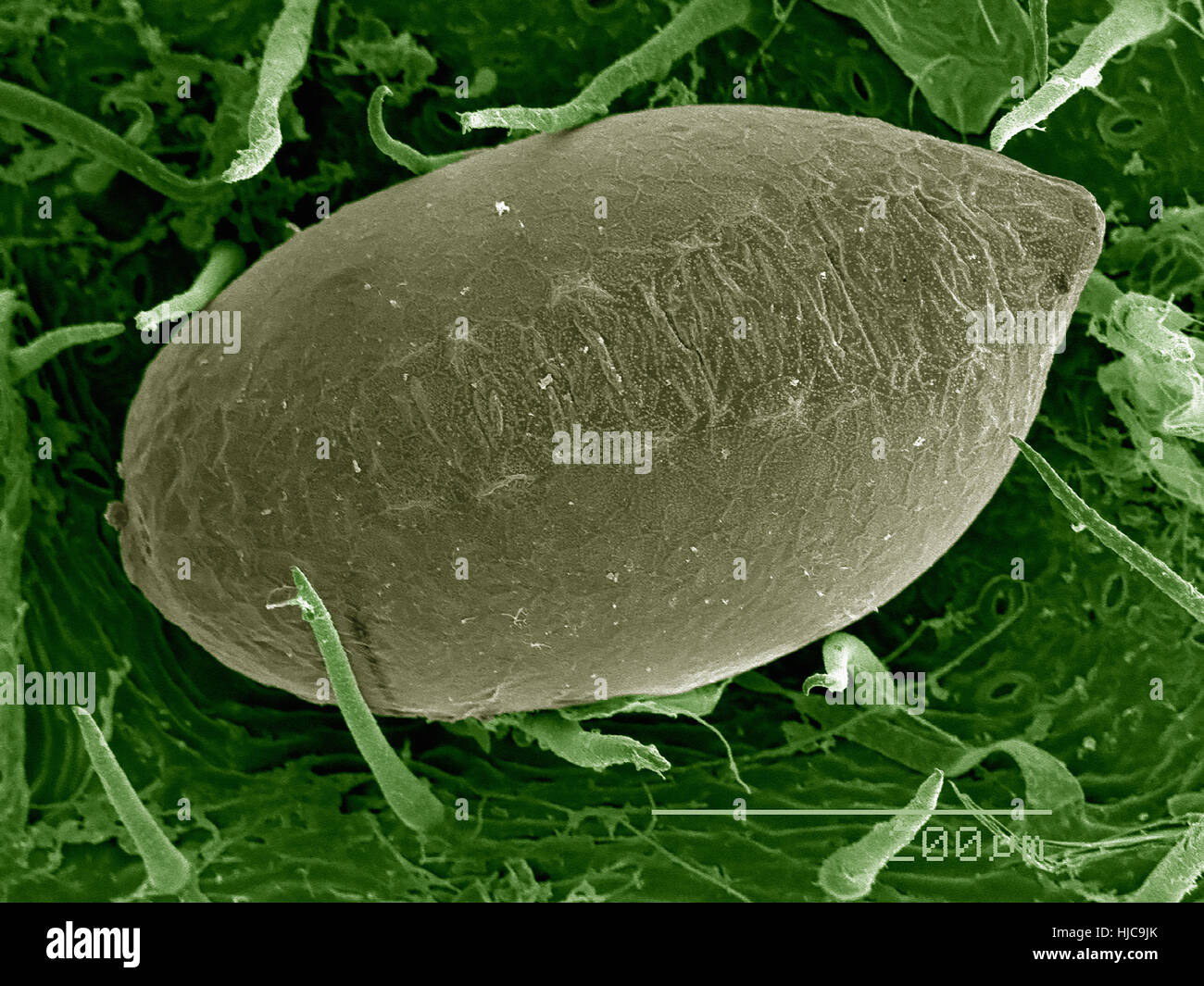 Uovo di Psocid (Cerobasis sp.) sulla superficie di foglia Foto Stock