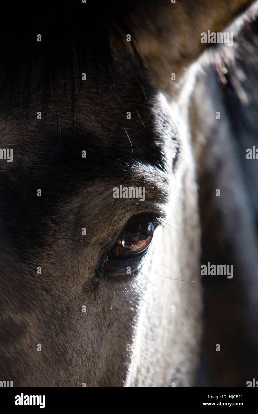Close up di horse's eye, sopracciglio e orecchio Foto Stock