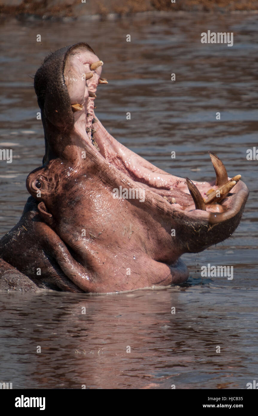 Ippopotamo visualizzando la posizione dominante, il Masai Mara, Kenya Foto Stock