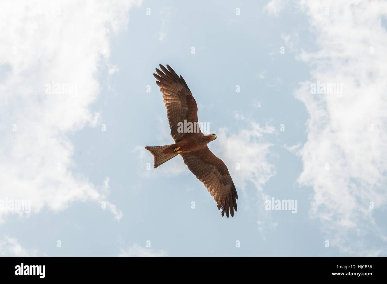 Hawk battenti in cerca di preda, il Masai Mara, Kenya Foto Stock
