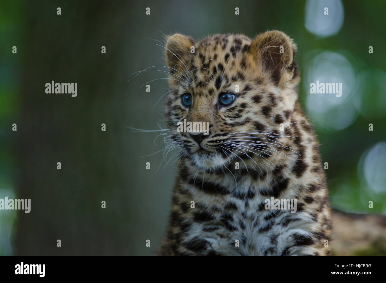 Un Amur Leopard Cub salotti in una struttura ad albero Foto Stock