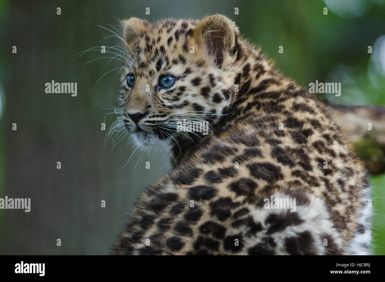 Un Amur Leopard Cub salotti in una struttura ad albero Foto Stock