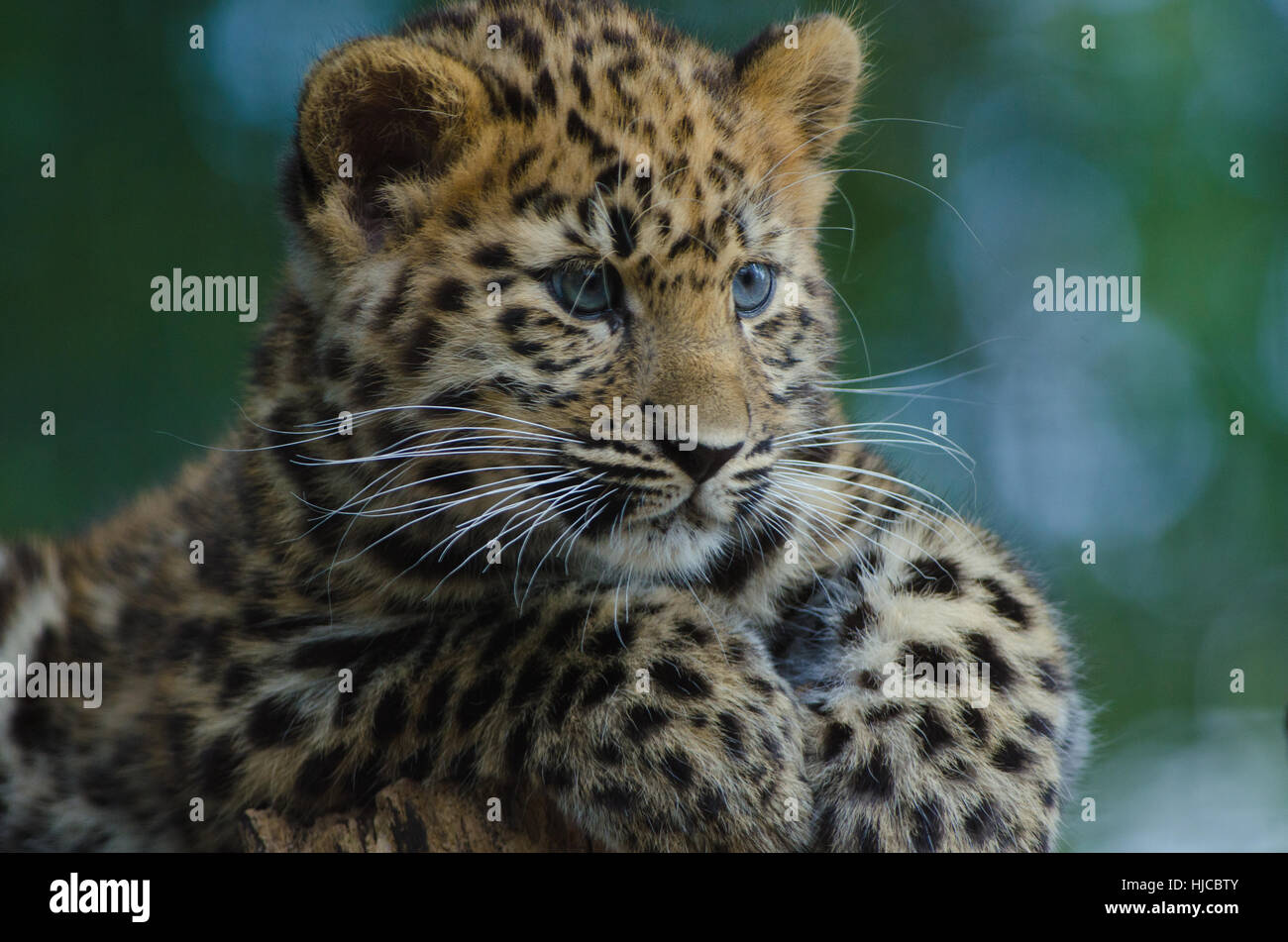 Un Amur Leopard Cub salotti in una struttura ad albero Foto Stock