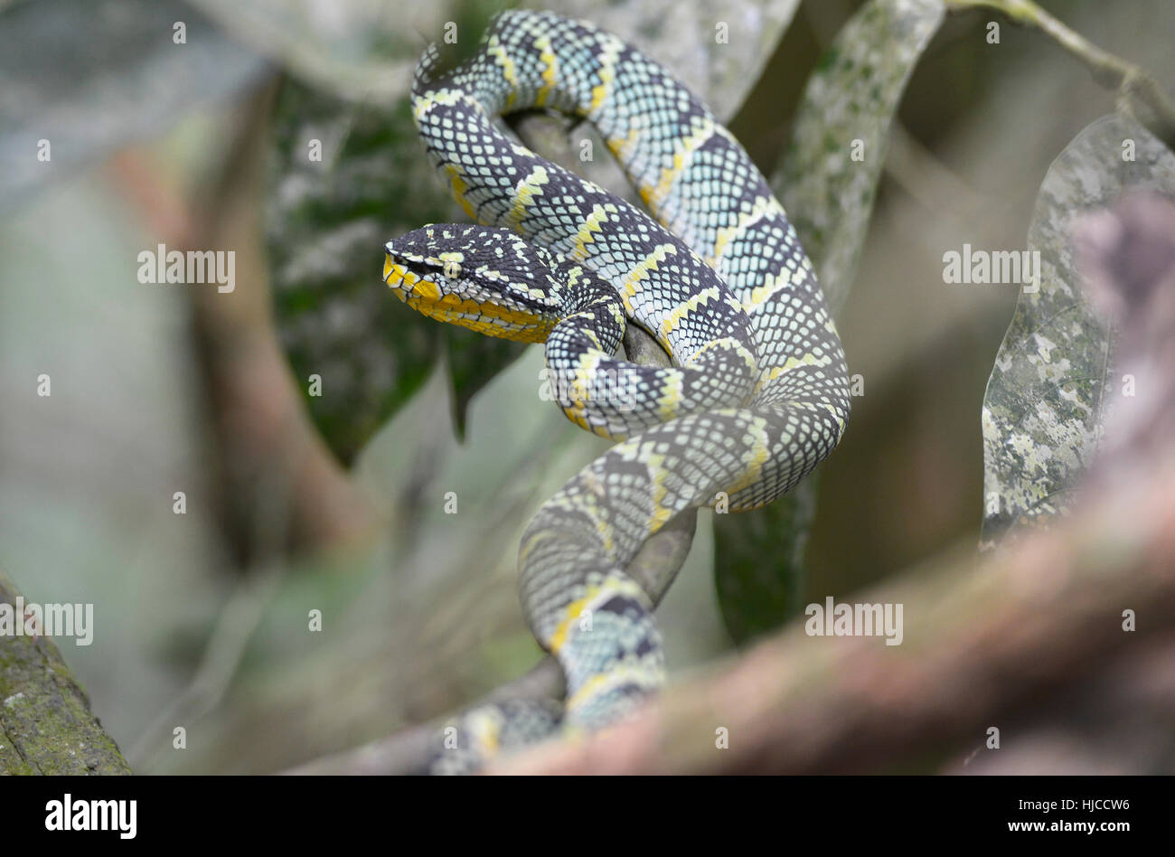 Un serpente nella giungla in Bukit Lawang, Sumatra, Indonesia Foto Stock