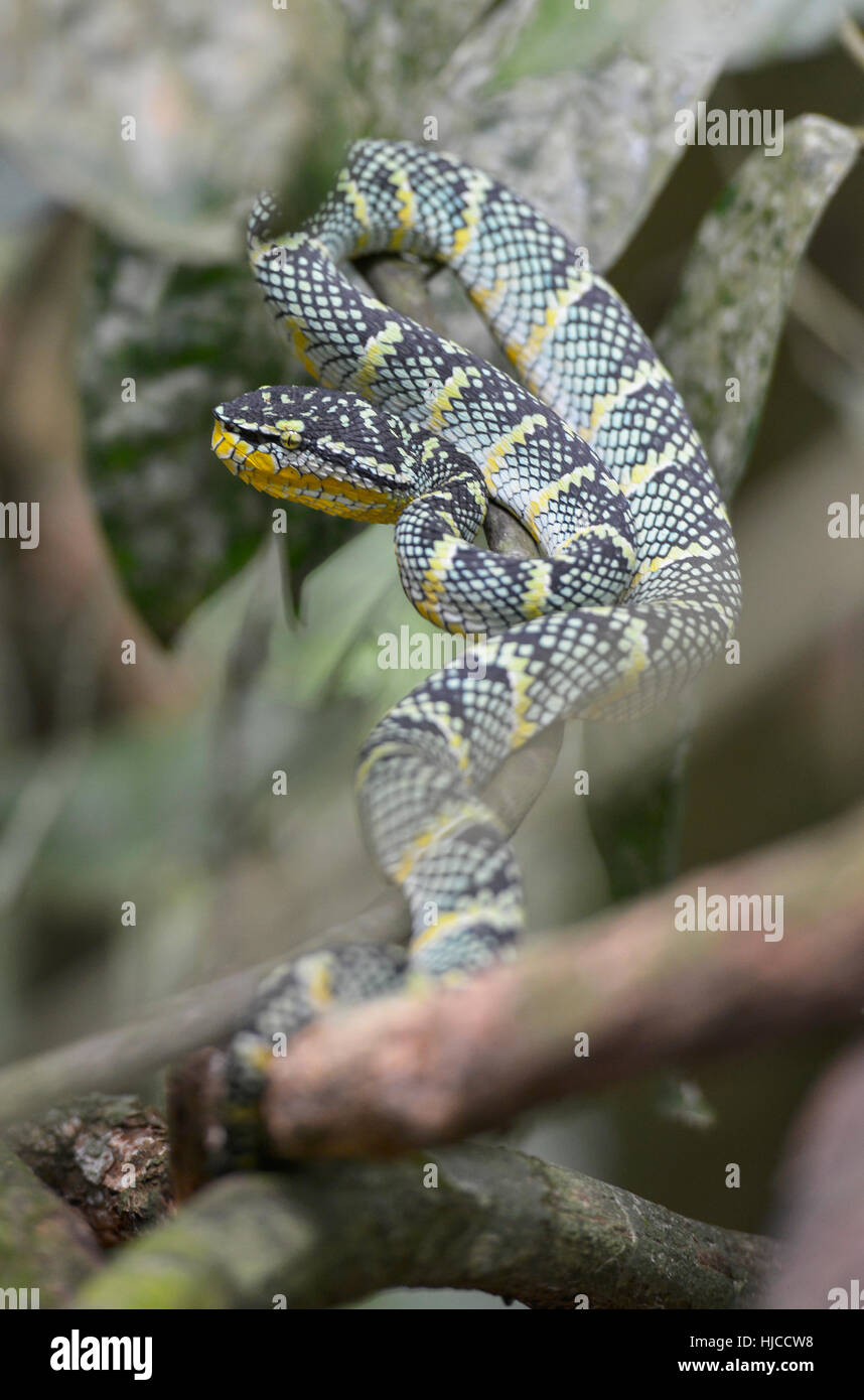 Un serpente nella giungla in Bukit Lawang, Sumatra, Indonesia Foto Stock