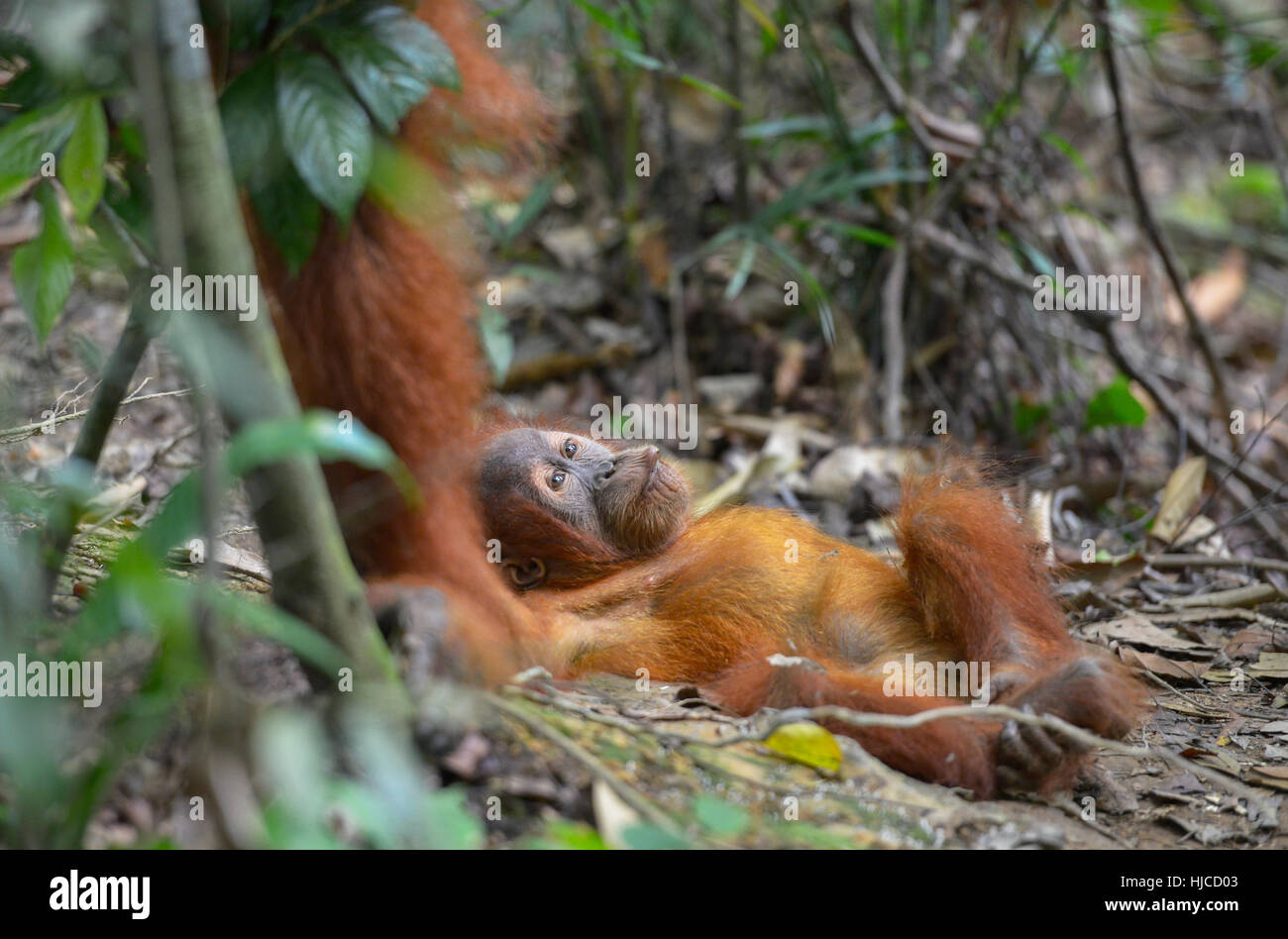 Orangutan nella giungla in Bukit Lawang, Sumatra, Indonesia Foto Stock
