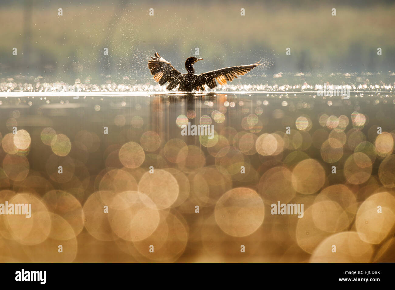 Un doppio di cormorani crestato le ali asciutto come la mattina di sole illumina il bird e piccole bolle sulla superficie dell'acqua calma. Foto Stock