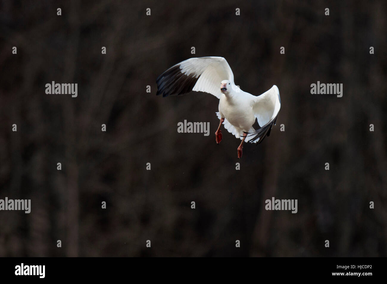 Un Snow goose vola nella parte anteriore di un oscuro sfondo nero di alberi in un nuvoloso pomeriggio. Foto Stock Un Snow goose vola nella parte anteriore di un oscuro sfondo nero di alberi in un nuvoloso pomeriggio. Foto Stock