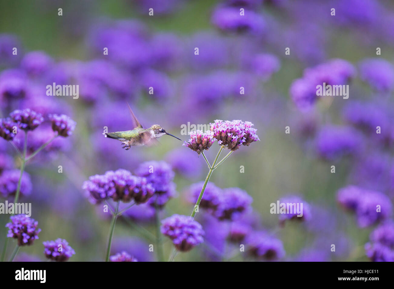 Un rubino-throated Hummingbird posiziona il puntatore del mouse nella parte anteriore di un luminoso fiore viola in un giardino pieno di fiori. Foto Stock