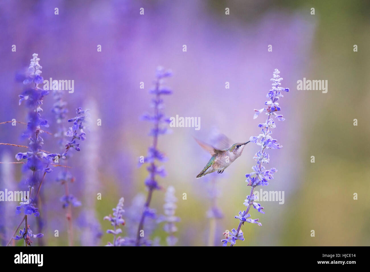 Una femmina di Ruby-throated Hummingbird feed su alcuni fiori viola la mattina presto prima che il sole ha anche iniziato a splendere sul campo dei fiori. Foto Stock