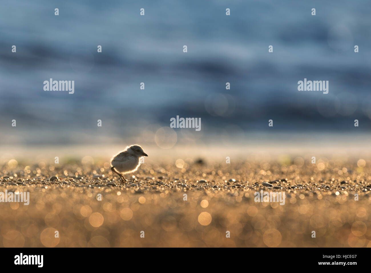 Poco dopo l'alba di un minuscolo Piping Plover chick passeggiate lungo la spiaggia come il sole illumina la sabbia. Foto Stock