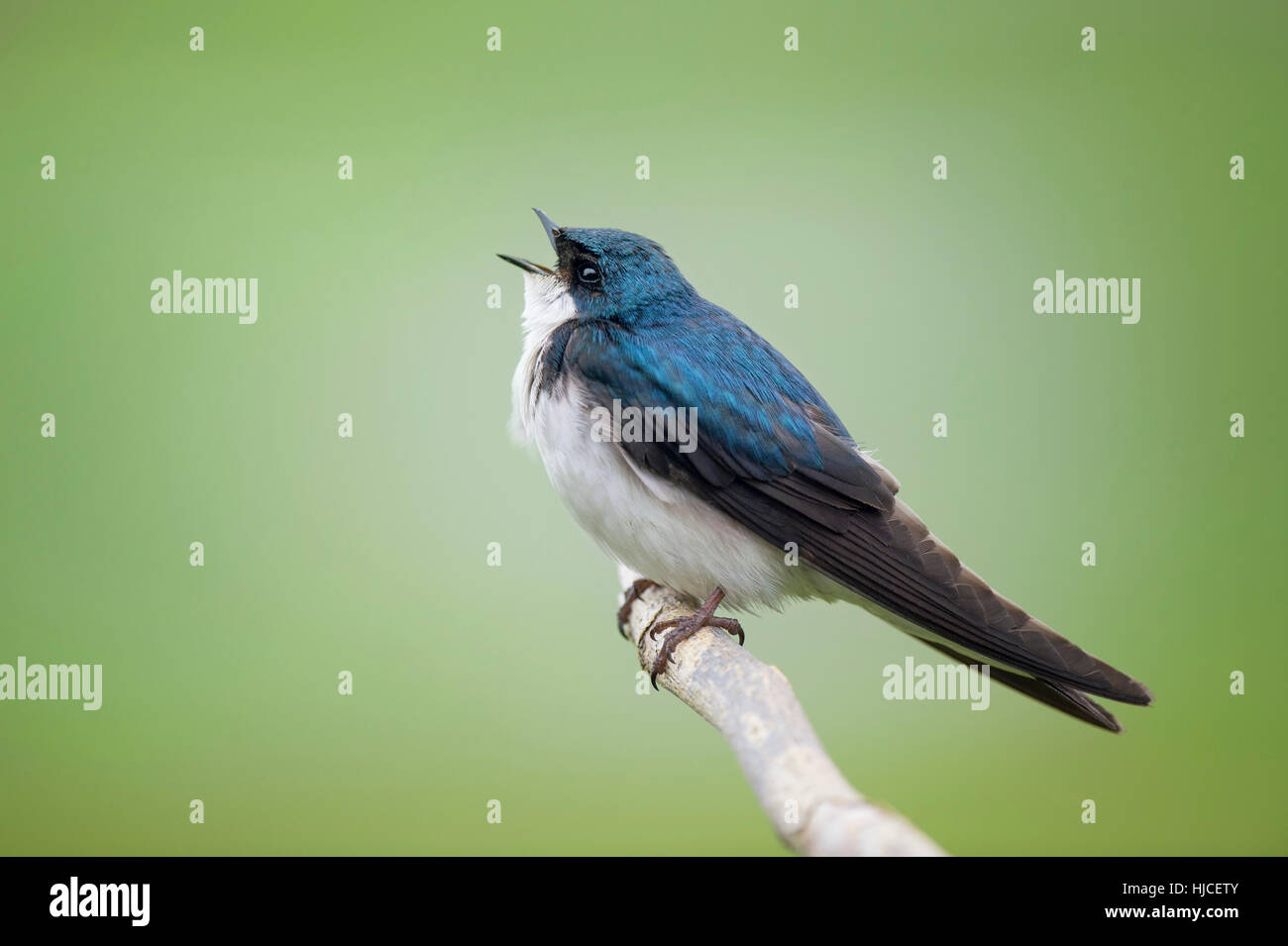 Un albero maschio Swallow canta mentre appollaiato su un ramo di fronte un morbido sfondo verde. L'uccello iridescenza blu è molto visibile. Foto Stock